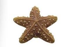 Мебельная ручка Морская звезда